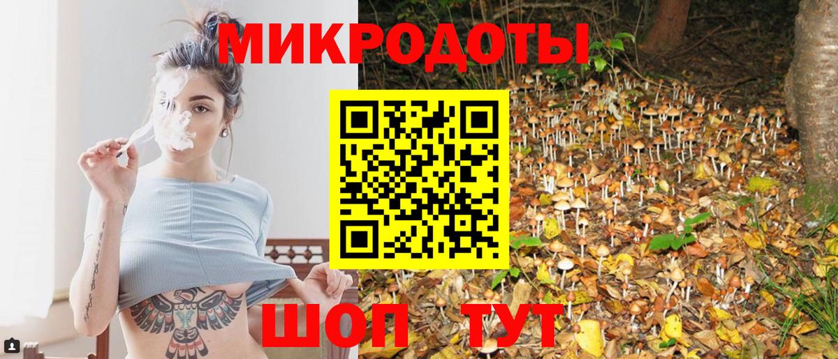 Псилоцибиновые грибы Psilocybe Советская Гавань